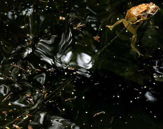 Gulf Coast Toads, Bufo valliceps, during amplexus