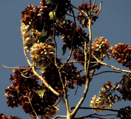 CORDIA ALLIODORA, flowering branch