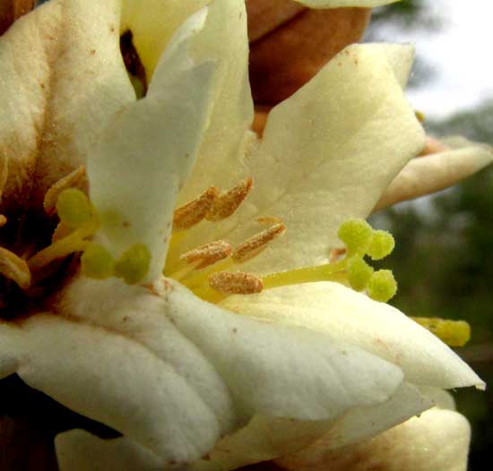 CORDIA ALLIODORA, flower showing stigmas