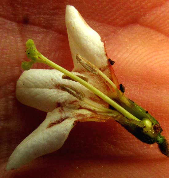 CORDIA ALLIODORA, flower longitudinal section
