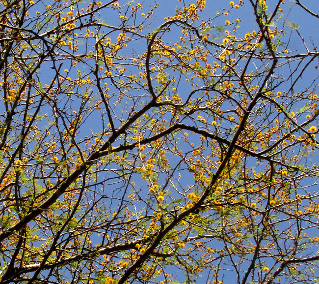 Huisache or Sweet Acacia, VACHELLIA [ACACIA] FARNESIANA, flowering branches