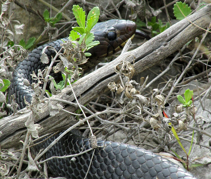 Tropical Indigo Snake, DRYMARCHON CORAIS