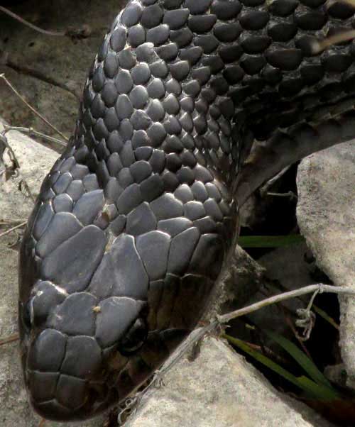 Tropical Indigo Snake, DRYMARCHON CORAIS, head from above