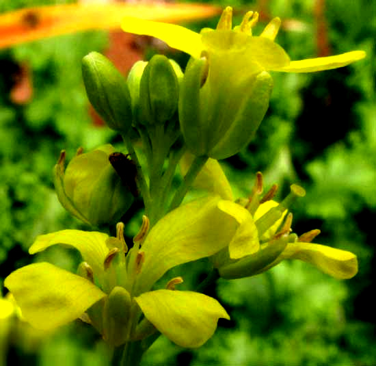 Southern Giant Mustard, BRASSICA JUNCEA, flowers