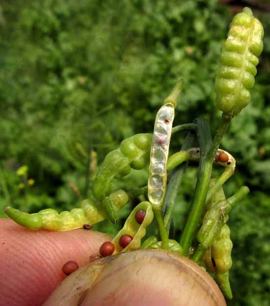 Southern Giant Mustard, BRASSICA JUNCEA, fruit pods