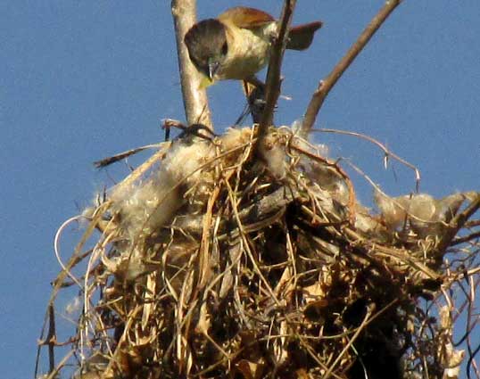 Rose-throated Becard, PACHYRAMPHUS AGLAIAE, female attending nest