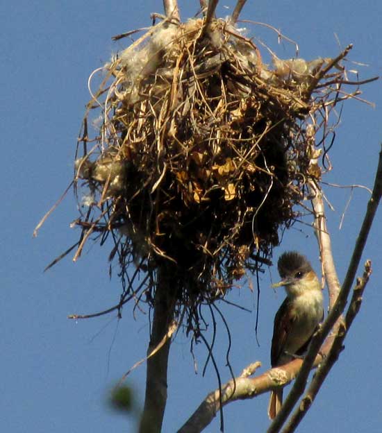 Rose-throated Becard, PACHYRAMPHUS AGLAIAE, female at nest