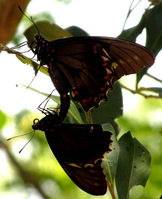 Polydamas Swallowtail, BATTUS POLYDAMAS, mating