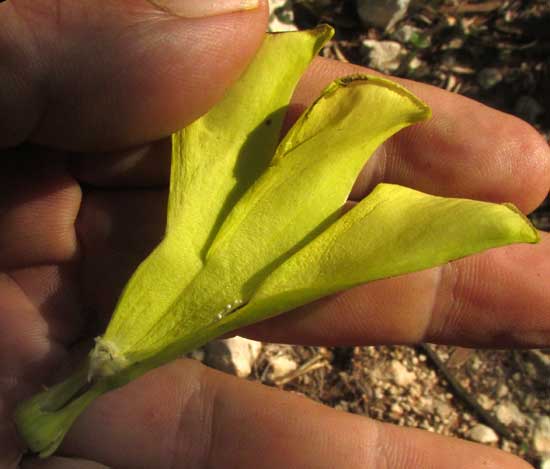 Yellow-Oleander, THEVETIA GAUMERI, flower longitudinal section