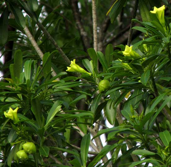 Yellow-Oleander, THEVETIA GAUMERI, flowers, immature fruits and leaves