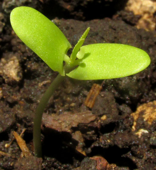 Wild Tamarind, LEUCAENA LEUCOCEPHALA, seedling with cotyledons