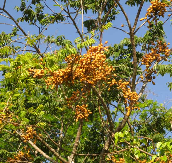 Mexican Ebony or Katalox, SWARTZIA CUBENSIS, fruiting branch