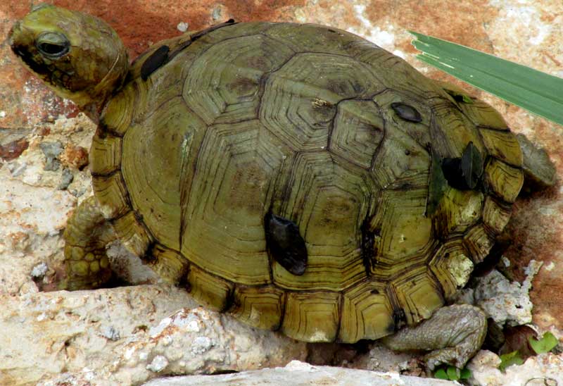 Yucatan Box Turtle, TERRAPENE CAROLINA ssp. YUCATANA