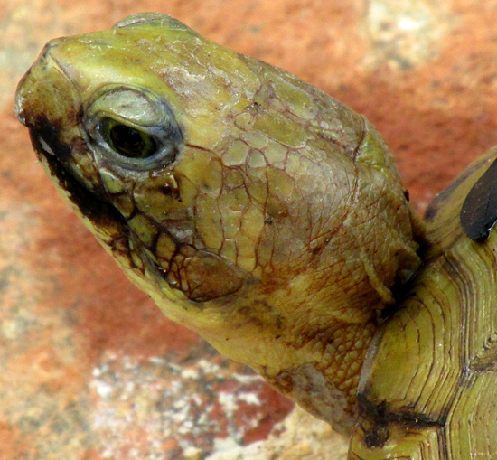 Yucatan Box Turtle, TERRAPENE CAROLINA ssp. YUCATANA, head