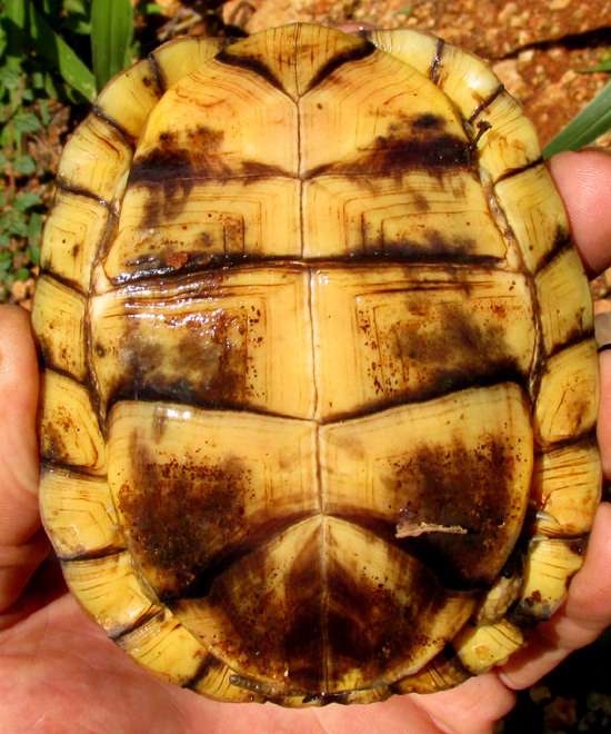 Yucatan Box Turtle, TERRAPENE CAROLINA ssp. YUCATANA, plastron