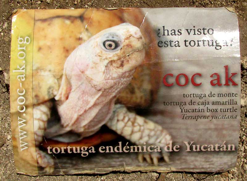 postcard information for the Yucatan Box Turtle, TERRAPENE CAROLINA ssp. YUCATANA