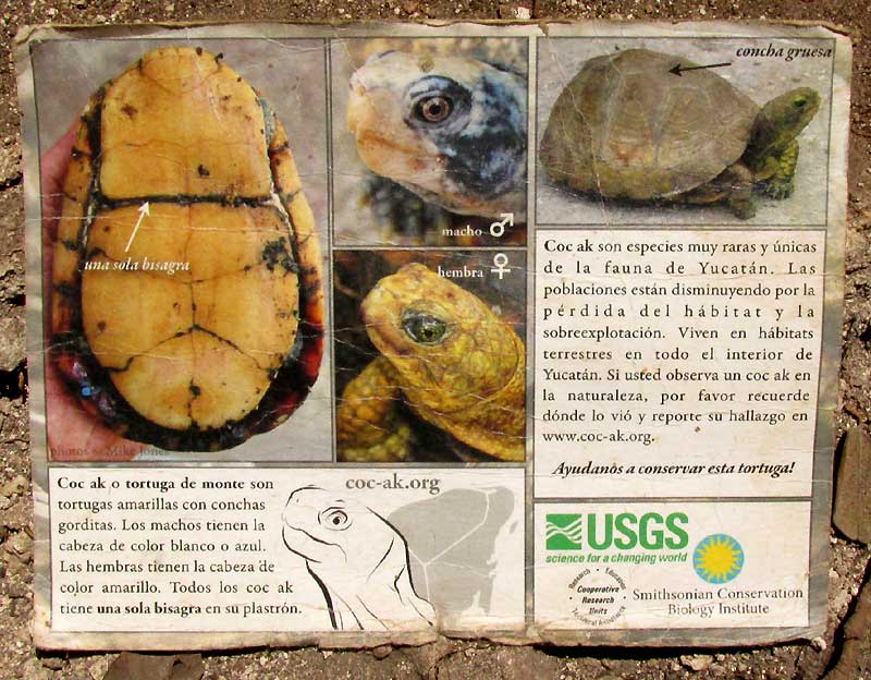 postcard information for the Yucatan Box Turtle, TERRAPENE CAROLINA ssp. YUCATANA, back side