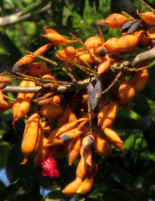 Mexican Ebony or Katalox, SWARTZIA CUBENSIS, fruits and red bean