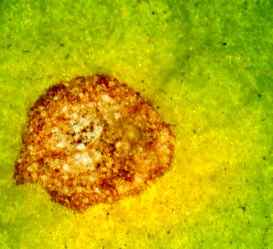 Tobacco Frog-eye Leaf Spot disease, CERCOSPORA NICOTIANAE, close-up of spot