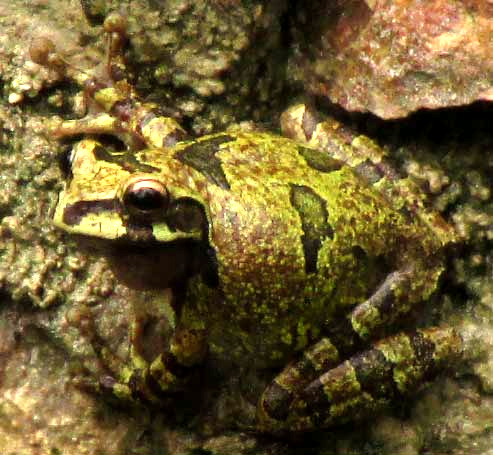 Mexican Treefrog, SMILISCA BAUDINII