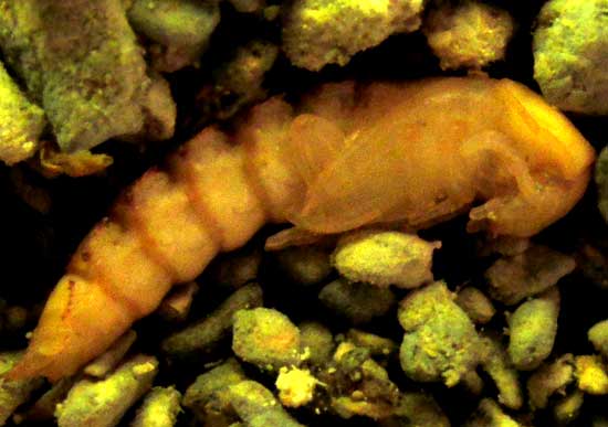Mealworm larva, TENEBRIO MOLITOR