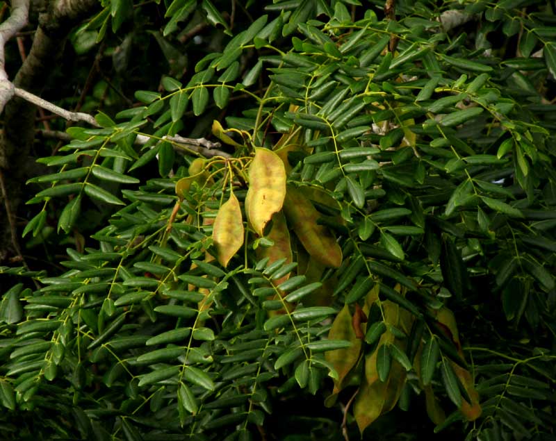 ALBIZIA GUACHAPELE leaves & fruits