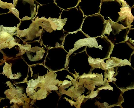 paper wasp nest larva chambers
