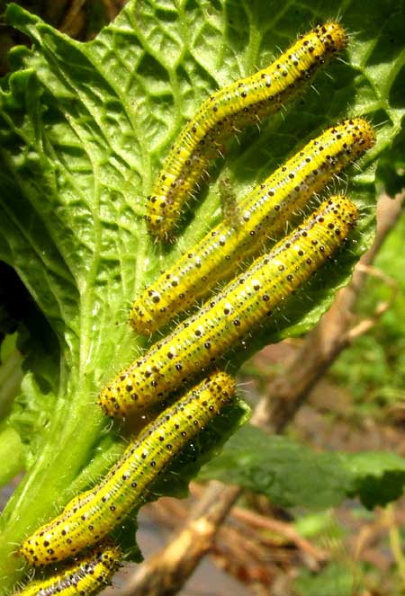 Caterpillars of PIERIS BRASSICAE