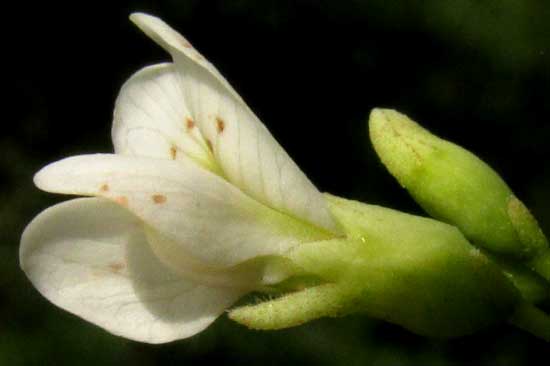 LENNEA MELANOCARPA, flower from side