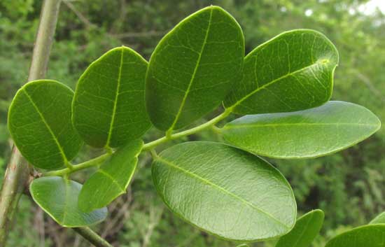 LENNEA MELANOCARPA, compound leaf