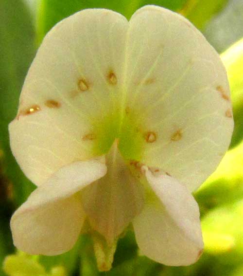 LENNEA MELANOCARPA, flower from front