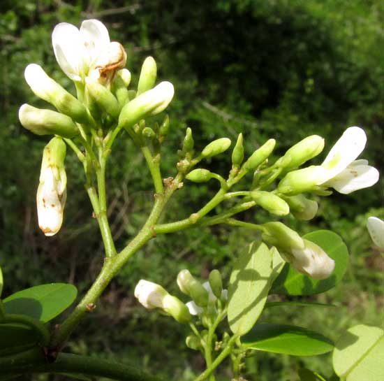 LENNEA MELANOCARPA, flowering panicle