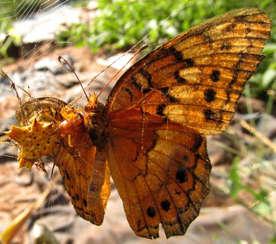 Variegated Fritillary in web of Spined Micrathena spider