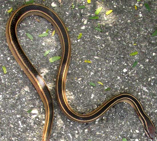 Schmidt's Striped Snake, Coniophanes schmidti, on road