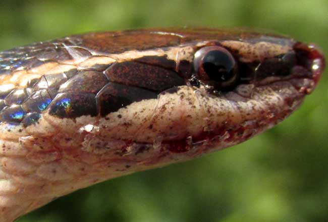 Schmidt's Striped Snake, Coniophanes schmidti, head side view