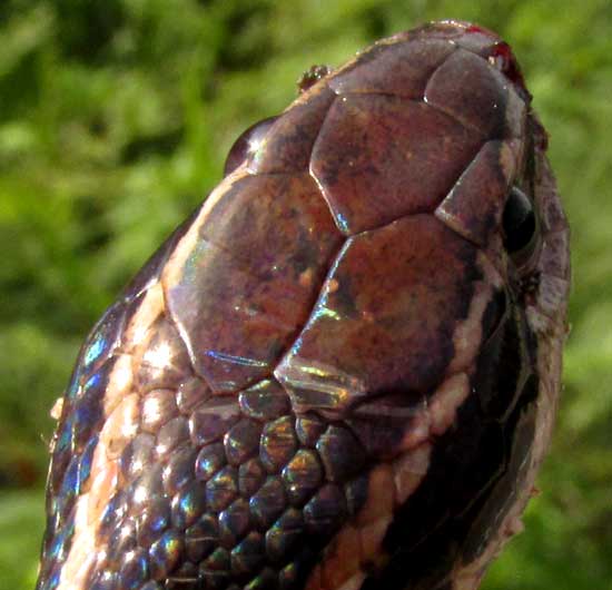 Schmidt's Striped Snake, Coniophanes schmidti, top of head