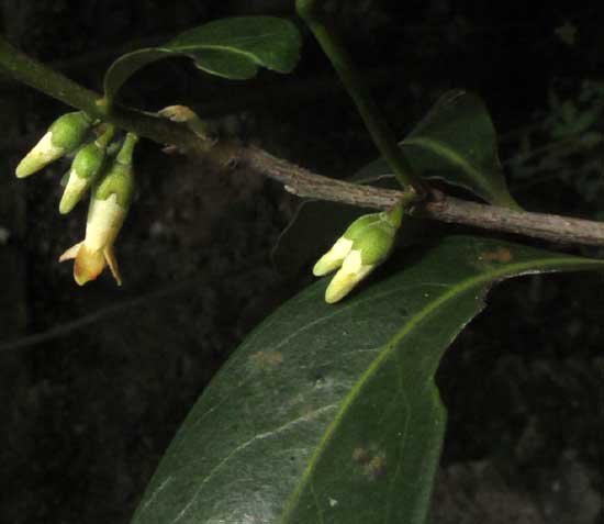 DIOSPYROS ANISANDRA, clusters of male flowers