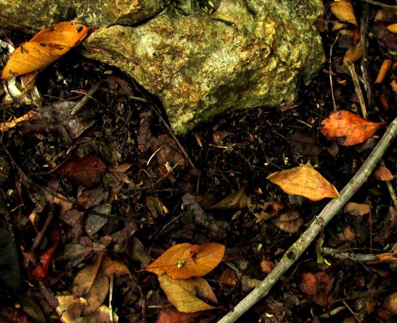 moth camouflaged like fallen leaf