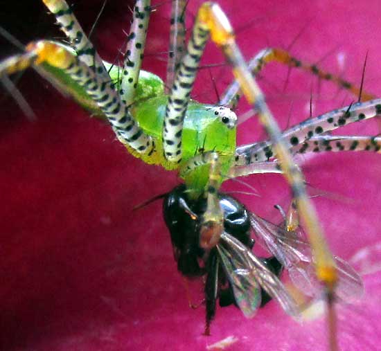Green Lynx spider, PEUCETIA VIRIDANS, feeding on insect