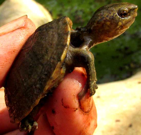 Red-cheeked Mud Turtle, KINOSTERNON SCORPIOIDES, immature