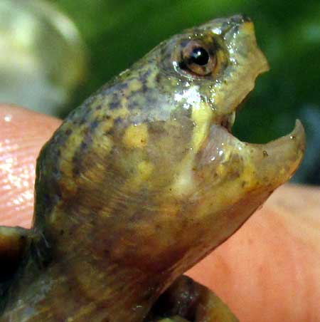 Red-cheeked Mud Turtle, KINOSTERNON SCORPIOIDES, immature side of head