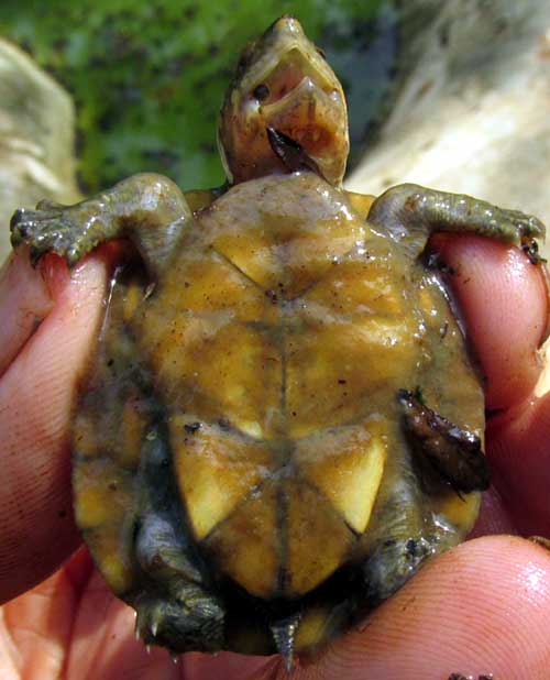 Red-cheeked Mud Turtle, KINOSTERNON SCORPIOIDES, immature