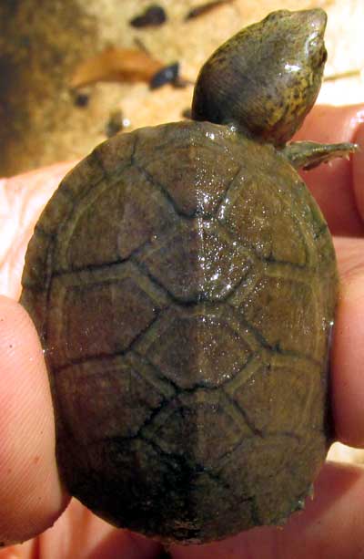 Red-cheeked Mud Turtle, KINOSTERNON SCORPIOIDES, immature, carapace