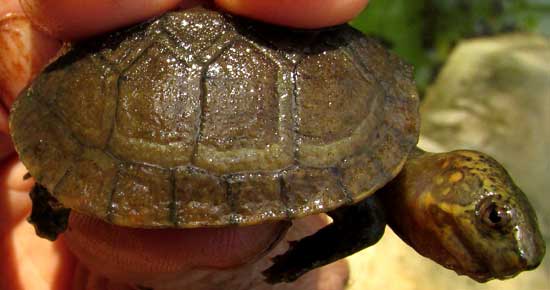Red-cheeked Mud Turtle, KINOSTERNON SCORPIOIDES, immature, side view