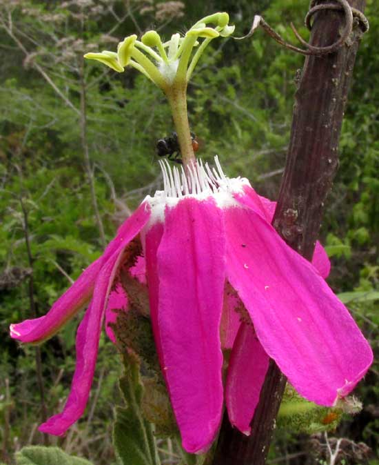 PASSIFLORA PALMERI var. SUBLANCEOLATA, flower side view