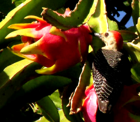 HYLOCEREUS UNDATUS, woodpecker feeding on fruits