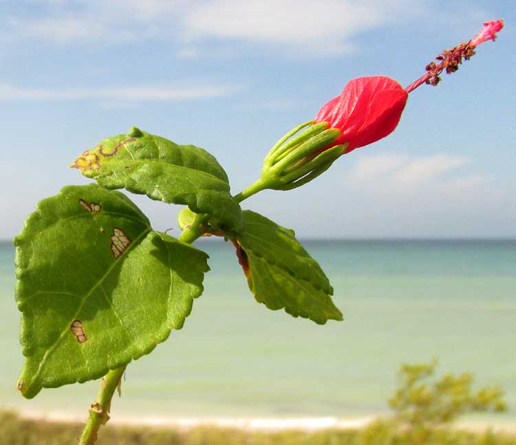 Tulipán or Turk's Turban, MALVAVISCUS ARBOREUS, stunted leaves at beach