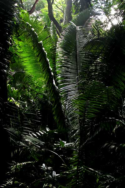 Corozo, or Cohune Palm, ATTALEA COHUNE, young tree, El Rosario Reserve, Petén, Guatemala