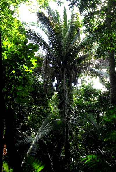 Corozo, or Cohune Palm, ATTALEA COHUNE