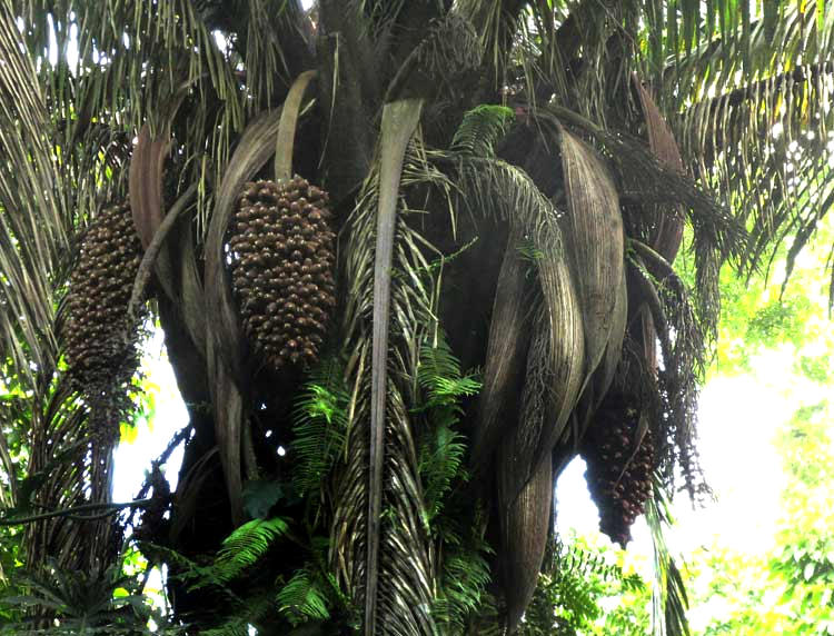 Corozo, or Cohune Palm, ATTALEA COHUNE, fruiting clusters